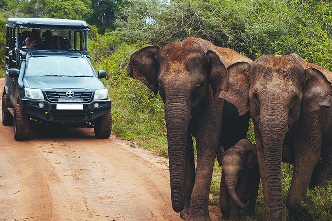 Leopard Safari Tour in Yala National Park - Price and Logistics: the real cost of a Yala leopard day