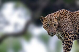 Leopard Safari Tour in Yala National Park - Entering Yala: racing the 6 AM gate for the first leopard chances