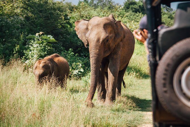 Leopard Safari Tour in Yala National Park - The bonus animals you may spot along the way