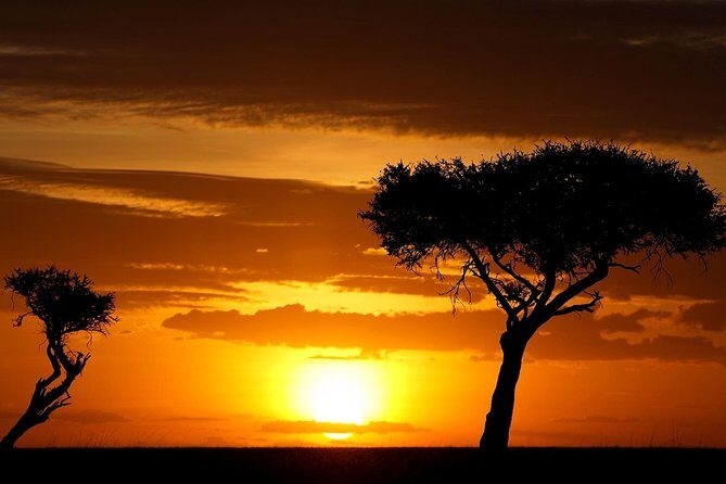 Leopard Safari Tour in Yala National Park - Food options: how breakfast and lunch can save your day