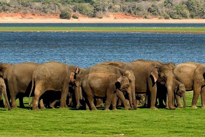 Minneriya Elephant Safari wth Sigiriya & Dambulla Cave Temples Full Day Tour - Minneriya National Park Jeep safari: getting more elephant time