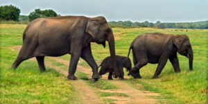 Minneriya: Minneriya National Park Private Safari - The 3-hour private safari rhythm (and why it feels like more)