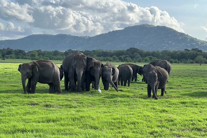 Minneriya National Park halfday Safari - Key things I’d clock before you go