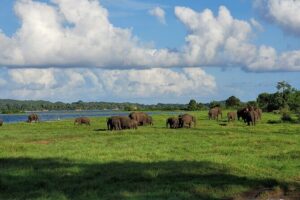 Minneriya National Park halfday Safari - Elephants first, but don’t miss the side wildlife