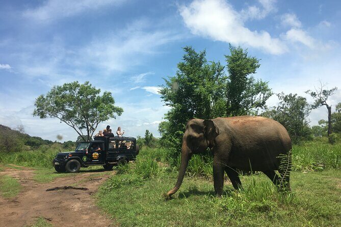 Minneriya National Park halfday Safari - Who should book this Minneriya half-day safari
