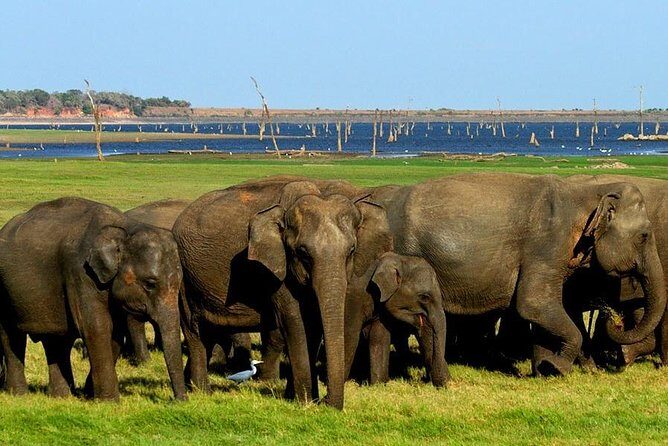 Minneriya National Park | Private Safari - Private jeep at 2:30 pm: what an evening safari changes