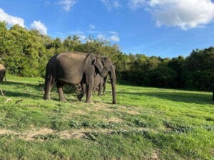 Minneriya National Park : Private Safari - Evening timing that makes wildlife feel less rushed