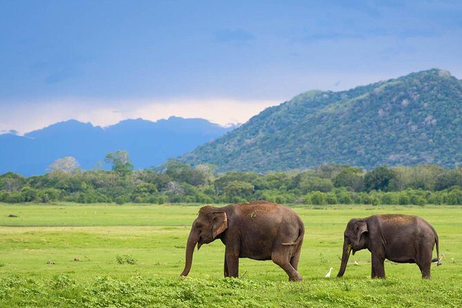 Minneriya National Park | Private Safari - Spotting strategy: why the driver and tracker matter