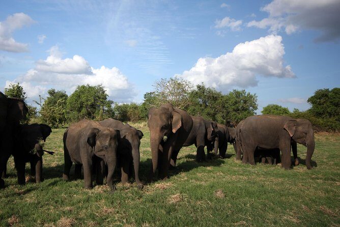 Minneriya National Park | Private Safari - Elephants and photo expectations: go for quality, not just numbers