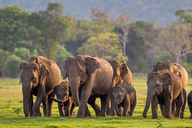 Minneriya National Park | Private Safari - Pickup within 5 km: save time, reduce stress