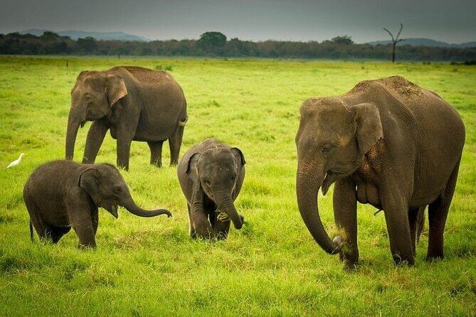 Minneriya National Park | Private Safari - Wildlife beyond elephants: small wins that add up