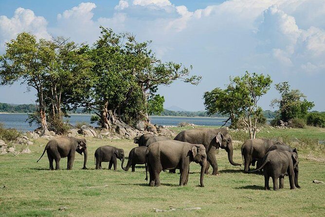 Minneriya National Park | Private Safari - The Minneriya drive: habitats that affect what you’ll spot