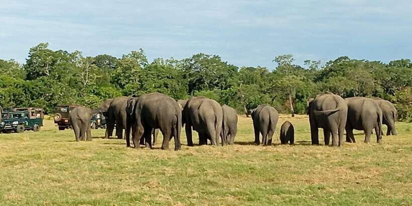 Minneriya National Park Safari - Entrance Fee Included - The elephant gathering around Minneriya Tank