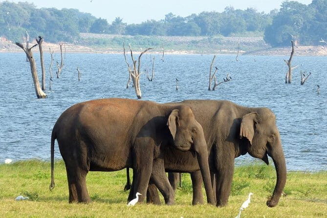 Minneriya National Park Safari from Habarana - From Habarana to the park: private jeep comfort and real pickup value