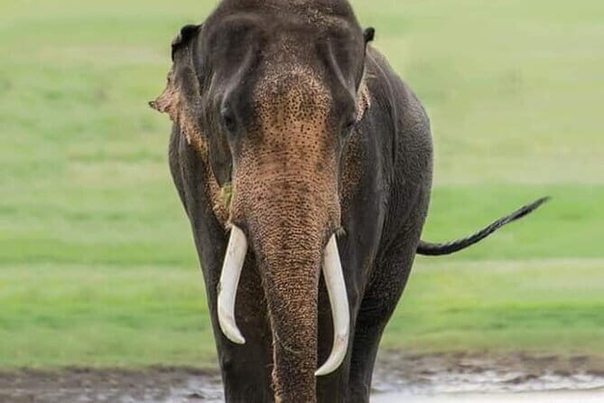 Minneriya National Park Safari [private , full package] - Inside Minneriya: how your elephant safari drive typically unfolds