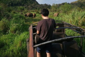 Minneriya National Park Safari - Private Jeep with Hotel Pickup - Morning versus evening safari: pick the right light
