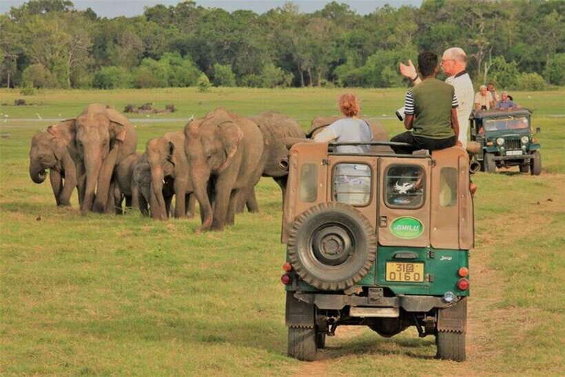 Minneriya National Park Wild Elephant Safari - Private - Minneriya’s elephant magic: what a private 4×4 session gets you