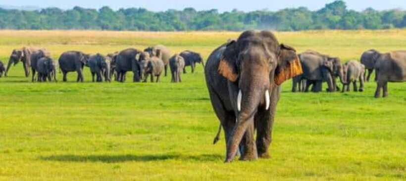 Minneriya National Park Wild Elephant Safari - Private - Price and logistics: what’s included, what’s extra, and what to bring