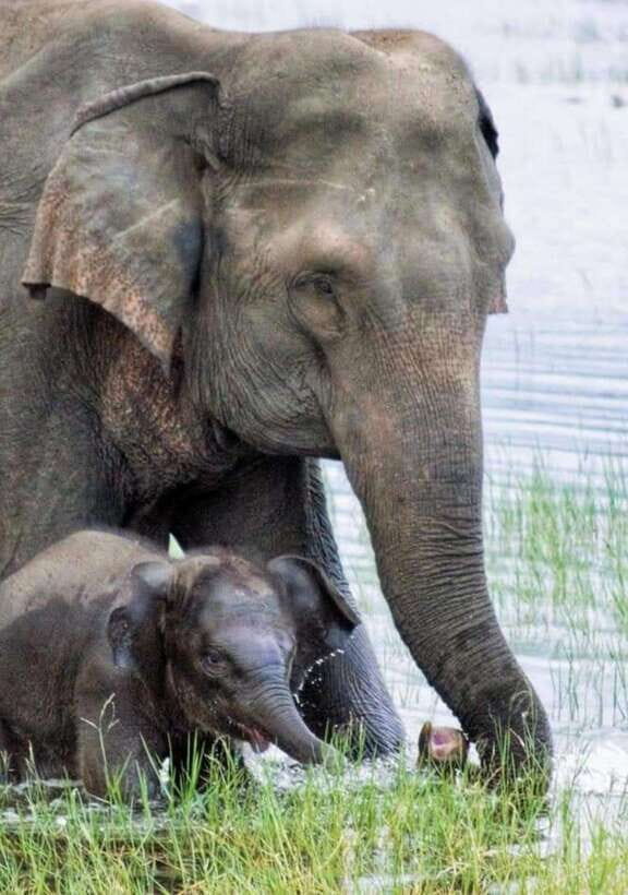 Minneriya National Park Wild Elephant Safari - Private - Timing tips: dry-season herds, morning drives, and sunset light
