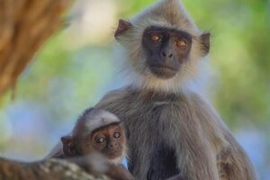 Minneriya National Park Wildlife & Elephant Safari from Sigiriya - Kaudulla National Park: Herds on the Move, Plus Monkeys and Birds