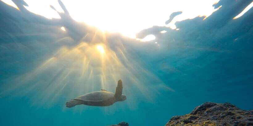 Mirissa: Snorkeling Experience with Turtles - Sea turtle feeding and the no-touch rule (how to act in their space)