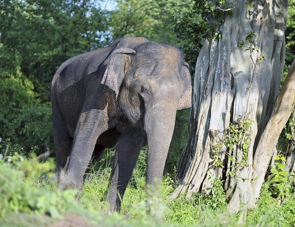 Mirissa to Ella Shuttle & Udawalawe Safari Drive with Breakfast - Key things to know before you go