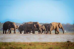 Mirissa to Ella Shuttle & Udawalawe Safari Drive with Breakfast - Breakfast and water: small comforts before bumpy roads