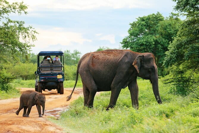 Mirissa, Weligama, Ahangama Transfer to Ella and Udawalawa Safari - The real price picture: US$75 plus the Udawalawe entrance fee