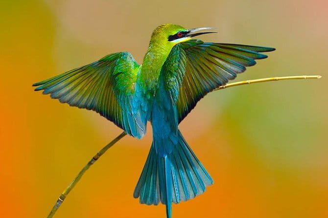 Muthurajawela Bird Watching Tour From Colombo & Negombo - The boat-and-guide setup: what you should expect on the water