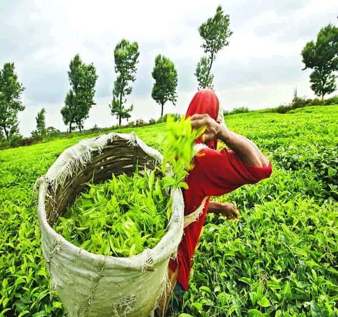 Nuwara Eliya Full day: 5Waterfalls, 2Tea Test & pick by TUK - Tea factory circuit: Bluefield, Damro, and Oak Ray tea test