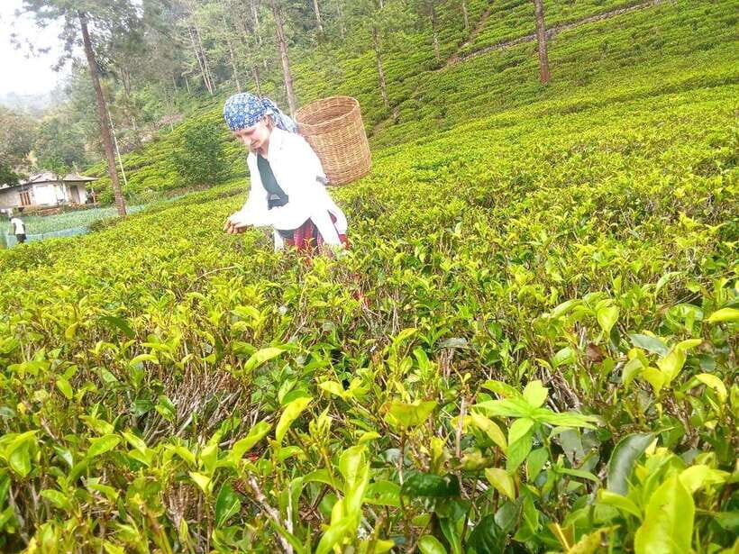 Nuwara Eliya: Tea Factory and Pickle Waterfalls Tuk Tuk Tour - Price and Value: Is $33 a Good Deal?