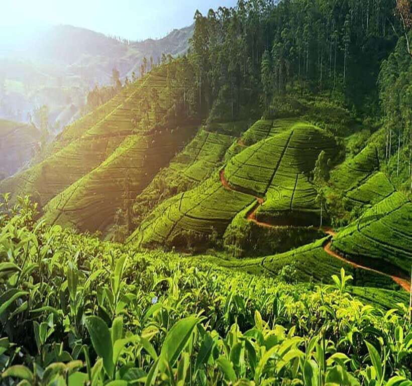 Nuwara Eliya: Tea Factory and Pickle Waterfalls Tuk Tuk Tour - Pickle Tea and Tea Tasting: It’s Not Just a Sip
