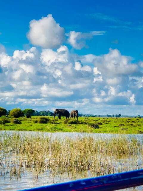 Pottuvil Lagoon Eco Tour : Mangrove Adventure in Arugam Bay - Crocodiles, Elephants, and Birds: How the Guide Turns Spotting Into Stories