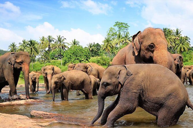 Private Day Trip to Sigiriya, cave and National park Safari Tour - Lunch and the food reality