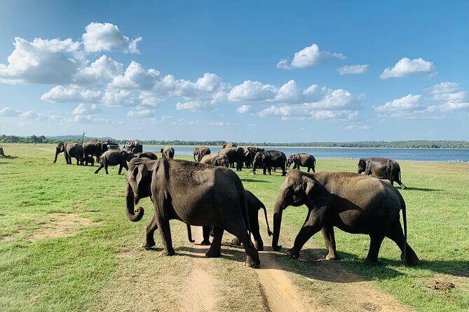 Private Jeep Safari at Minneriya National Park to Visit Elephants - Jeep Safari Style: Comfort, Wildlife Rules, and How Guides Drive