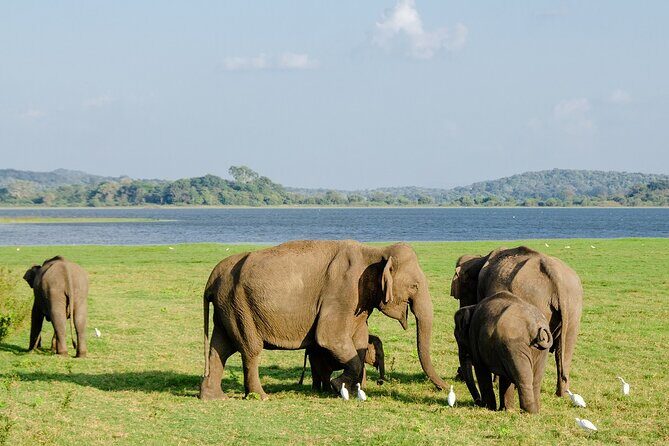 Private Jeep Safari at Minneriya National Park to Visit Elephants - Practical Tips for a Smoother Elephant Safari Day
