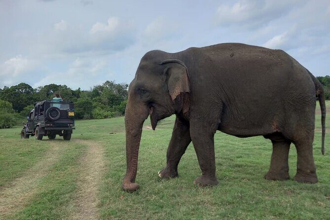 Private Jeep Safari at Minneriya National Park to Visit Elephants - Who Should Book This Private Jeep Safari?