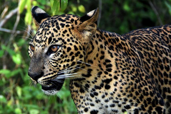 Private Tour : YALA National Park with Experienced Driver and Guide - From hotel pickup to park gates: the logistics that matter in Yala