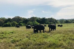 Safari Tour at Minneriya National Park - Choosing Morning vs Afternoon: Pick Your Best Light and Energy