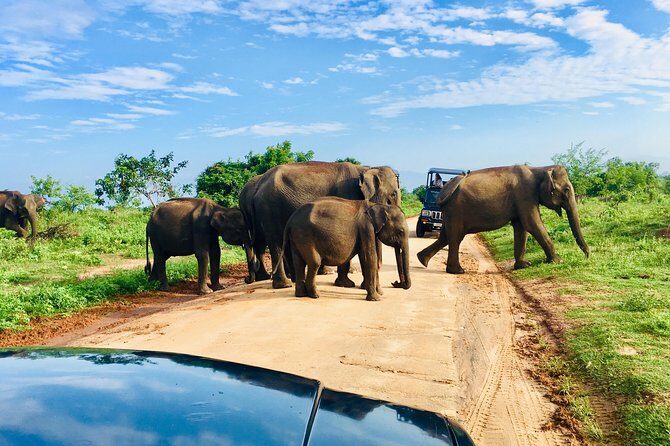 Safari with Sheran Udawalawe National Park - The 4 to 5 Hour Flow Inside the Park