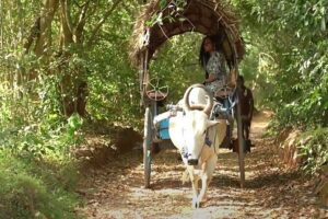 Sigiriya and Dambulla Private Day Tour by Tuk-Tuk or Car - Tuk-tuk or car: which one makes your day easier