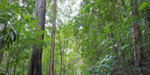 Sinharaja Rainforest Tour - Pickup and transfers from the south coast