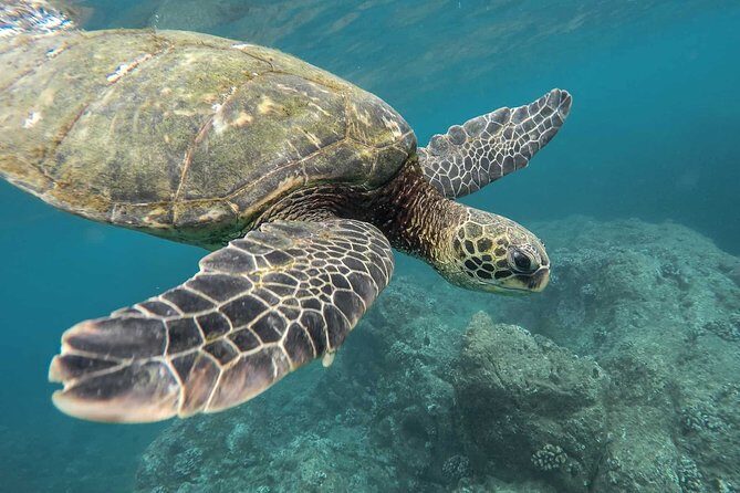 Snorkeling with Turtles in Mirissa - Key things to know before you go
