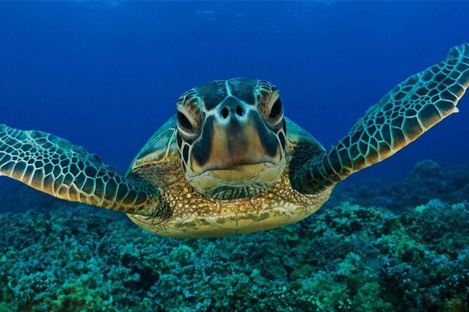 Snorkeling with Turtles in Mirissa - Private Two-Person Format: Why It Feels Less Stressful