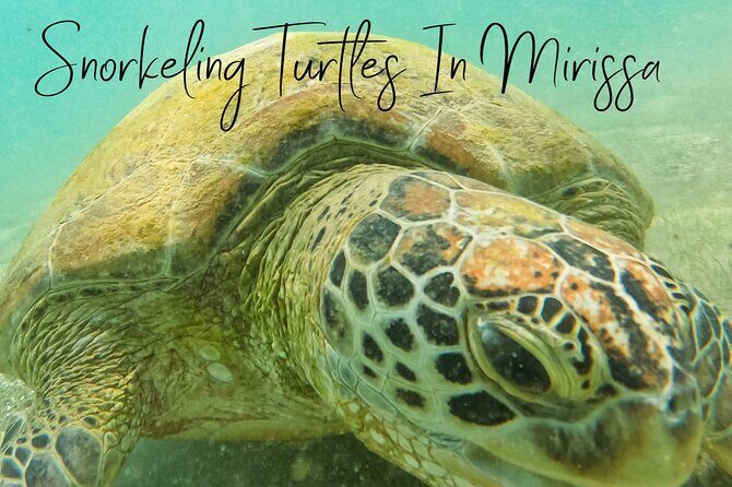 Snorkeling with Turtles in Mirissa - Meeting at Araliya Restaurant: Quick Walk, Simple Start
