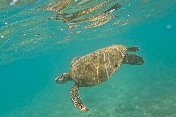 Snorkeling with Turtles in Mirissa - Reef Life Beyond Turtles: Fish, Coral, and a Real Underwater Moment