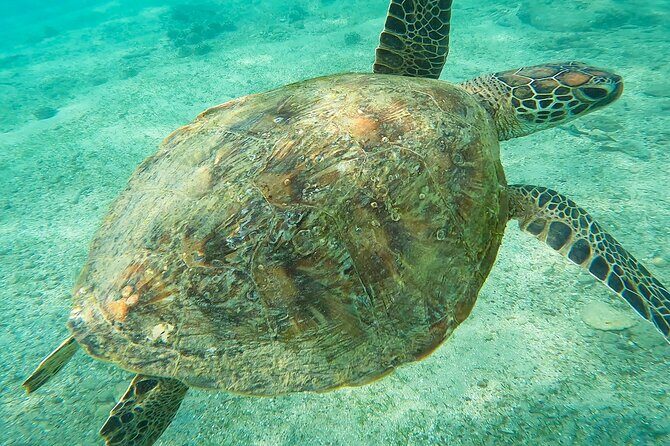 Snorkeling with Turtles in Mirissa - Underwater Photos and Videos: The Included Souvenir That Actually Works
