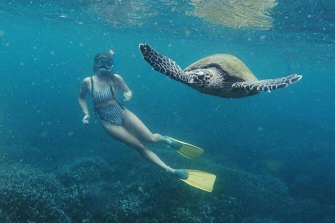 Snorkeling with Turtles in Mirissa - No Boat, Just Shore Snorkeling Off Mirissa