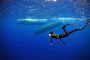 Snorkeling with Whales in Mirissa - Timing on the Water: 6:00–10:00 AM, and Why Your Day Can Shift