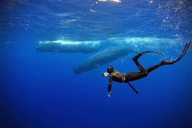 Snorkeling with Whales in Mirissa - Timing on the Water: 6:00–10:00 AM, and Why Your Day Can Shift